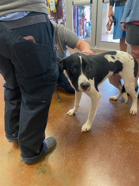 Collin county animal shelter - Stray Search - These are our newest shelter arrivals, usually 7 days or less. If you are looking for your lost animal, please look through all of the search pages and …